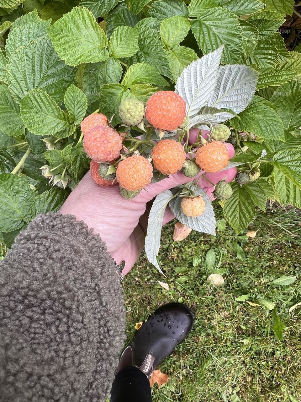 Yellow autumn raspberries 