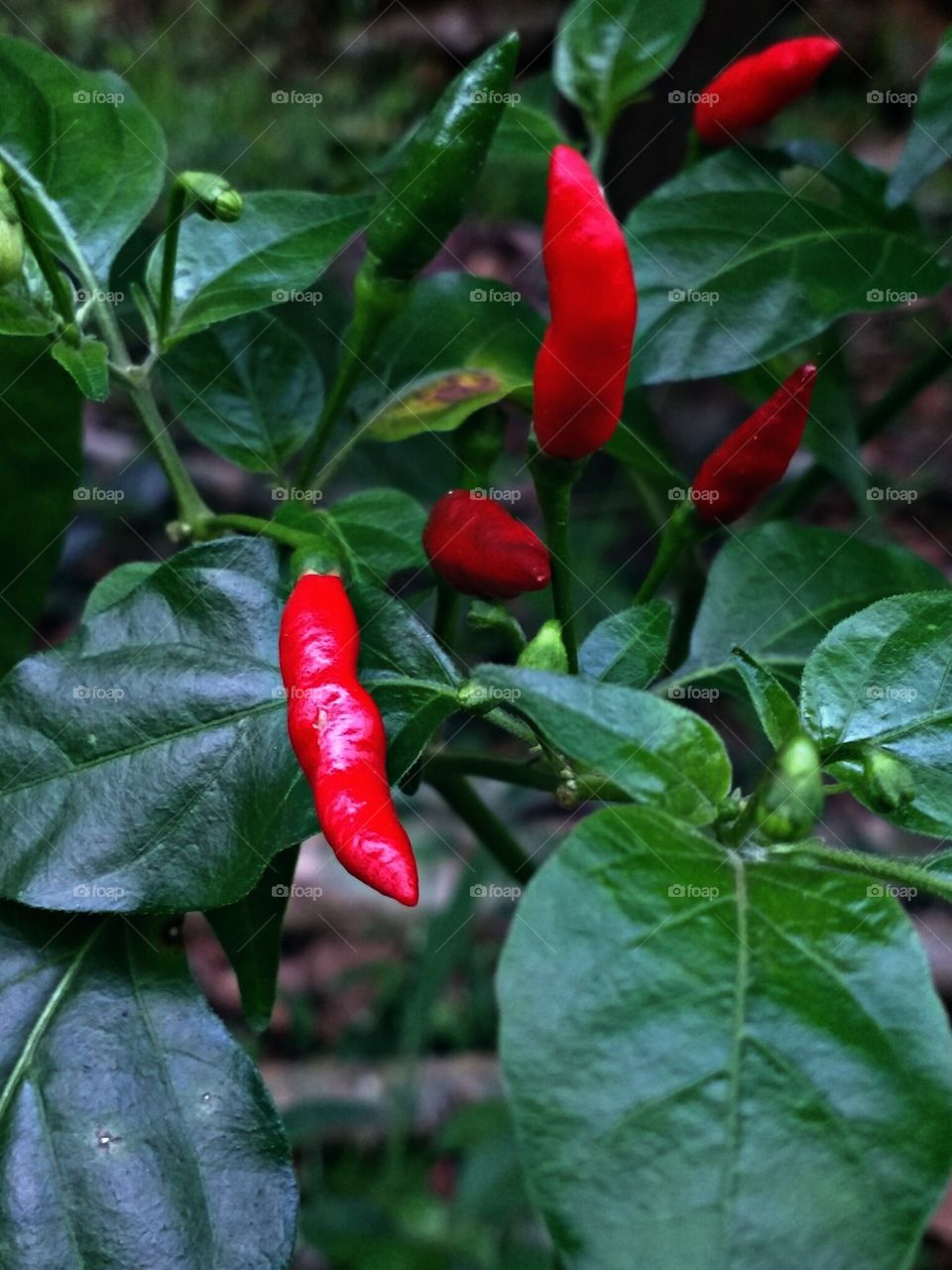 Capsicum frutescences