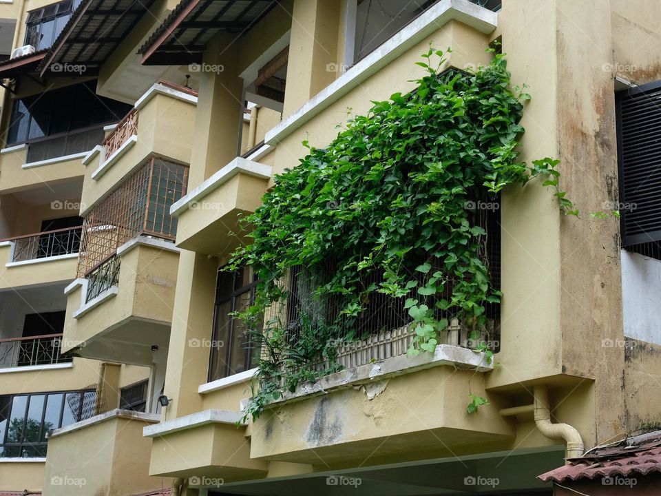 Dense plant growing on a balcony of an apartment