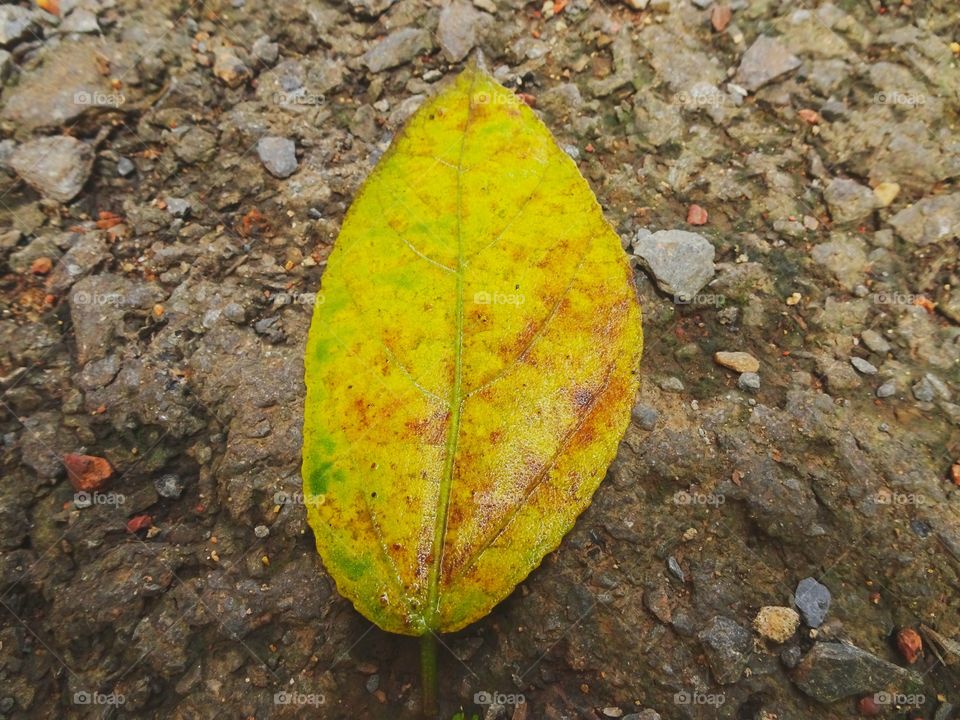 The lone yellow leaf