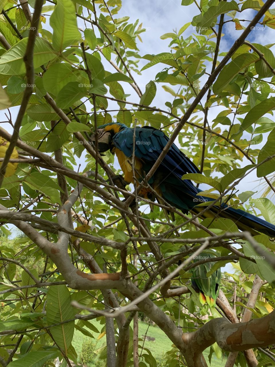 Arara Azul 