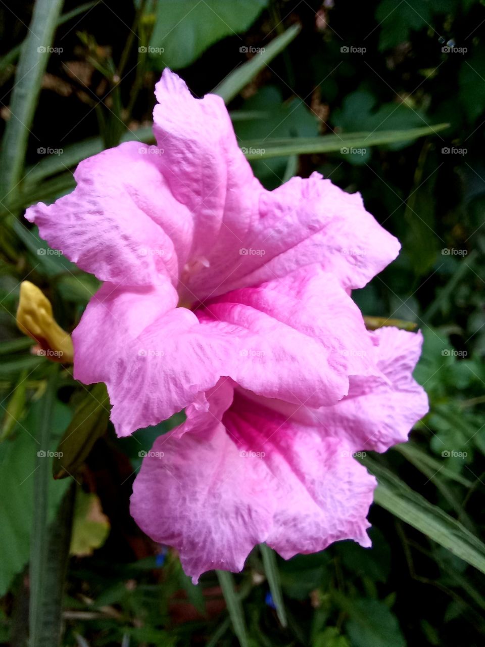 Ruellia simplex