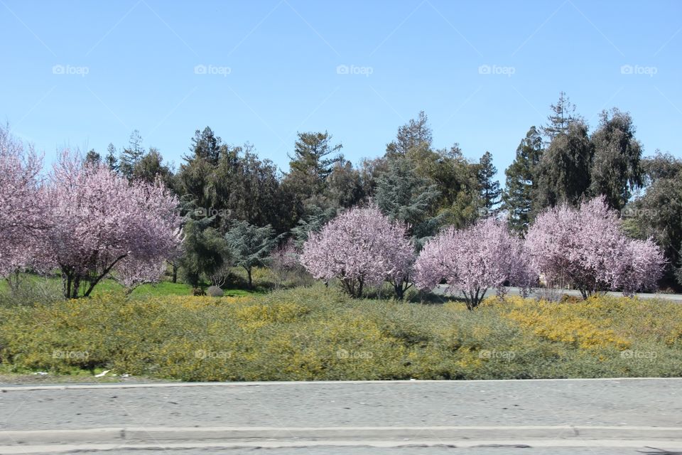 Beautiful Spring blooming 