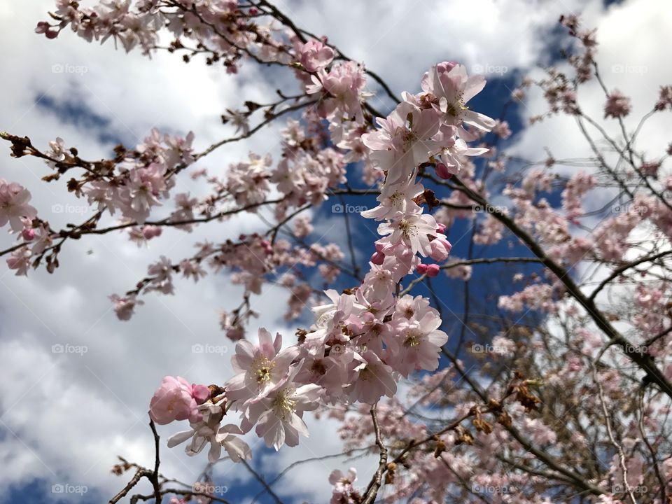 Cherry blossoms 