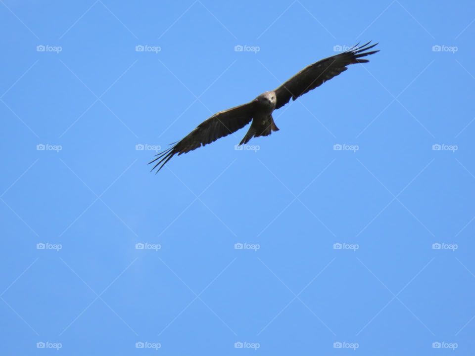 Bird of prey in flight