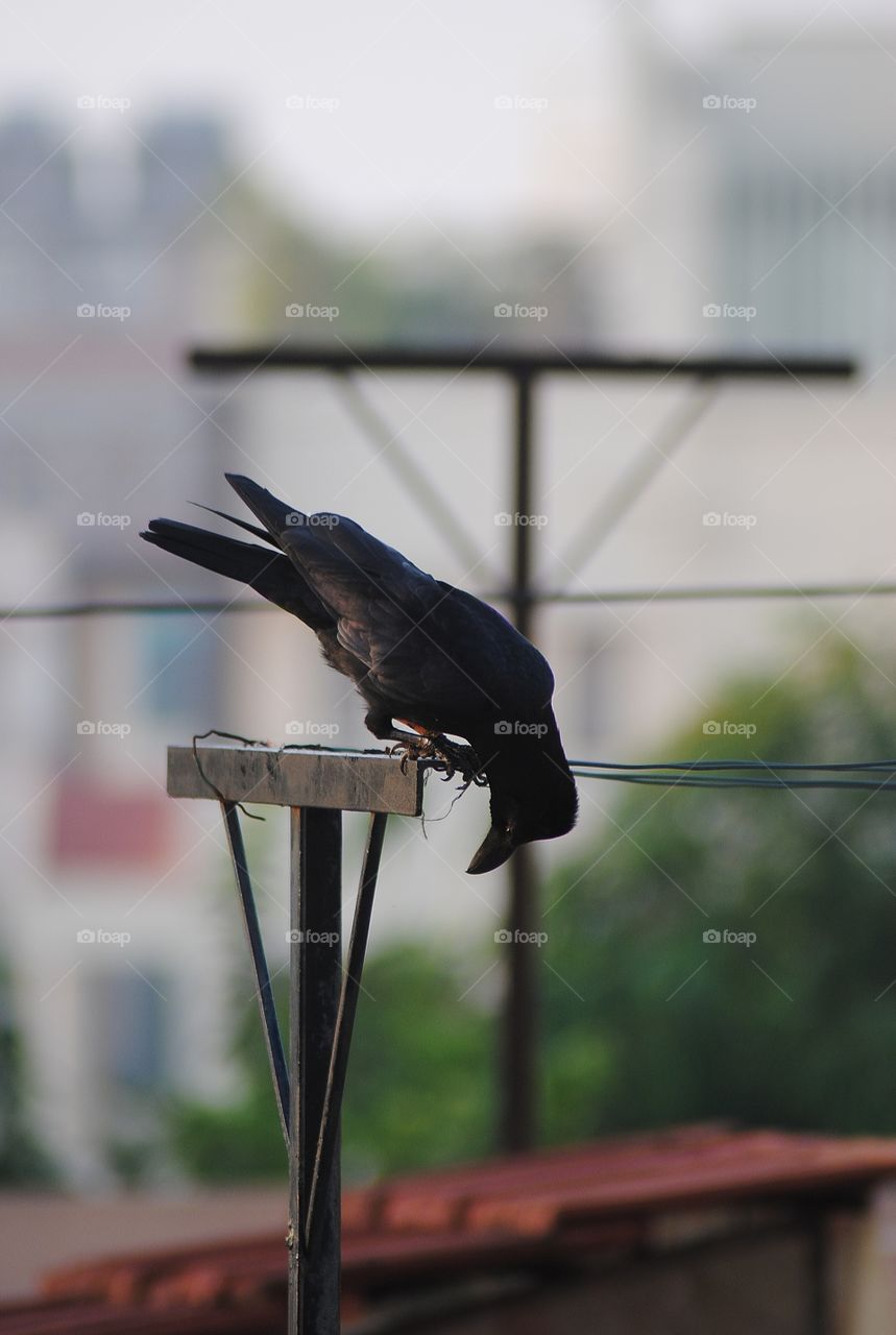 The crow stands above and looks for food