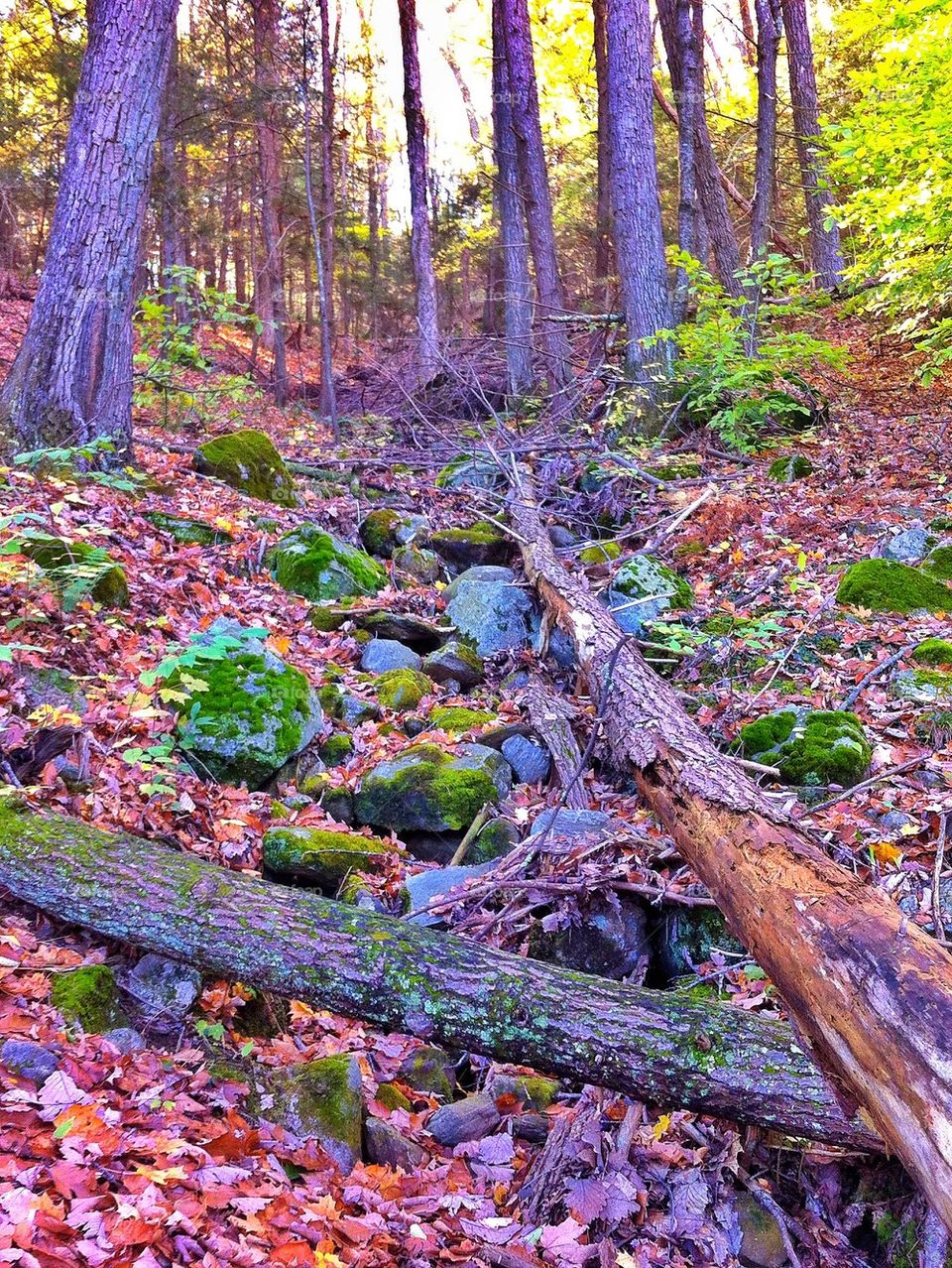 Paugussett State Forest Newtown, CT