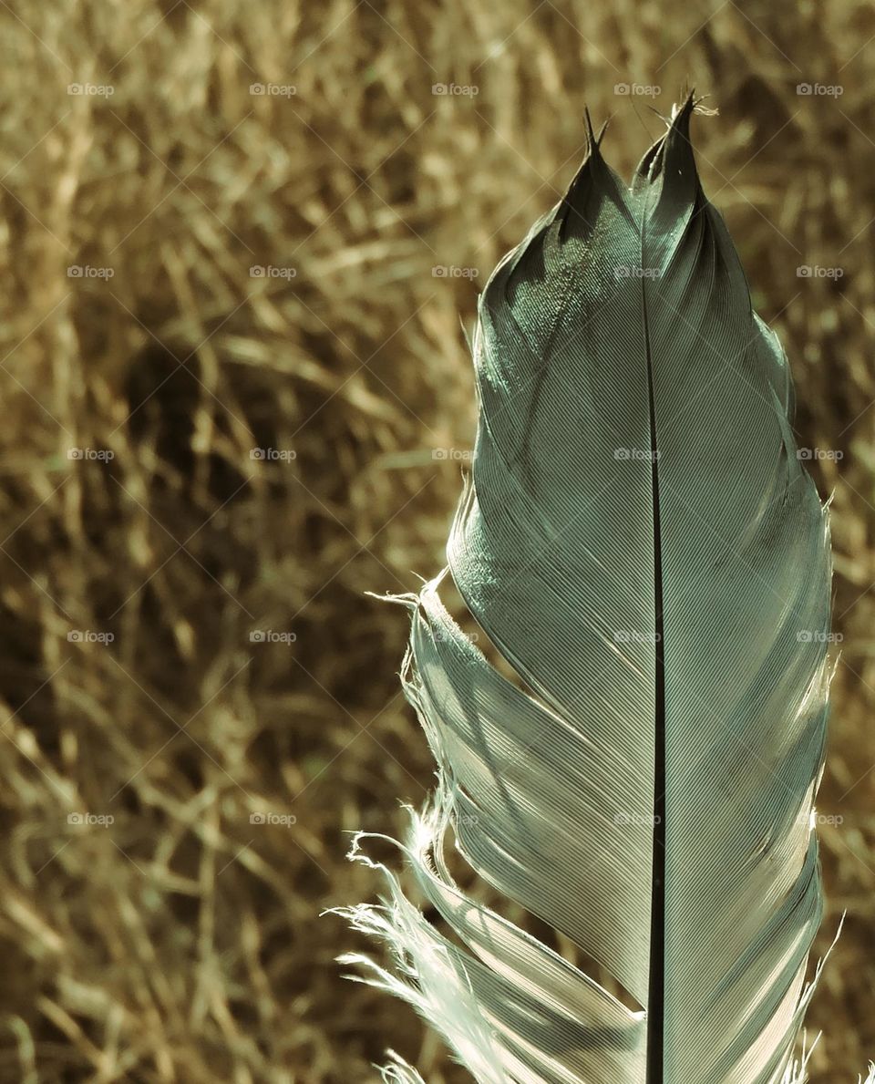 beautiful white feather