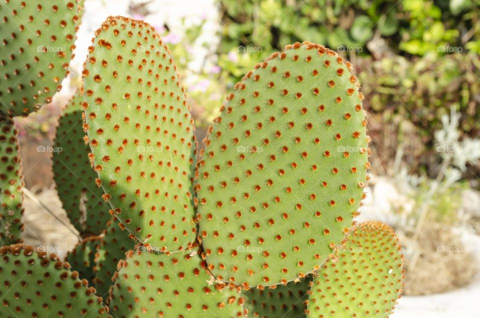 Cactus Plant