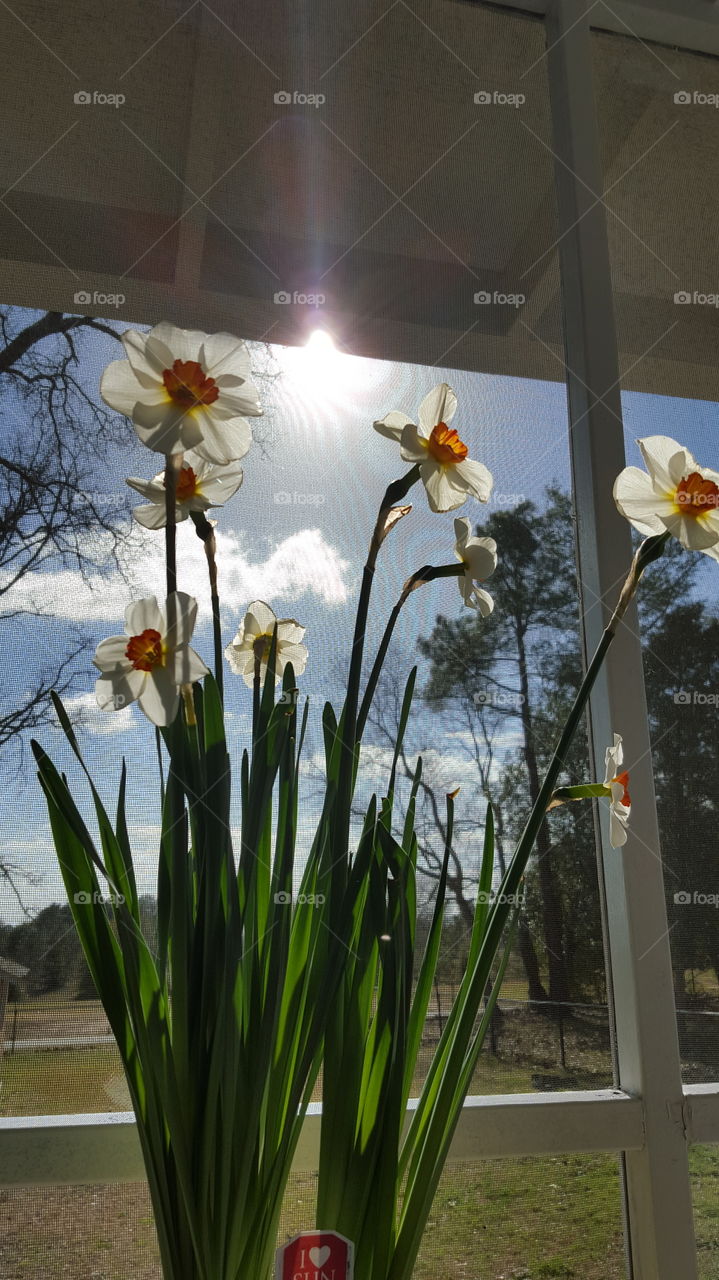 daffodils