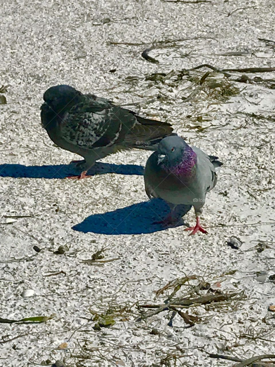 Beach pigeon 