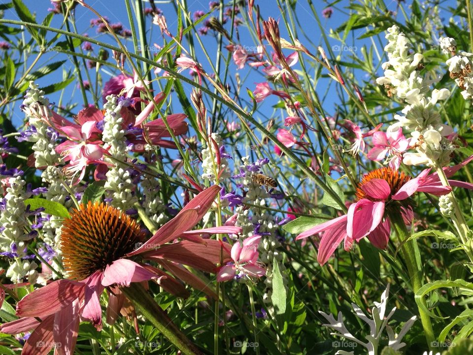 Pink flowers in the sun