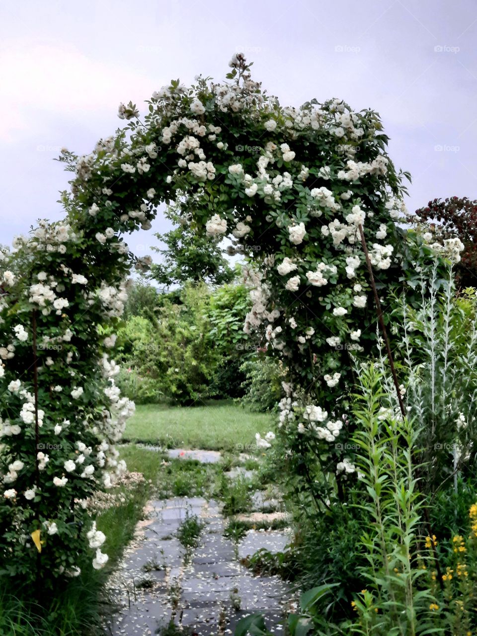 white rose arch in summer garden