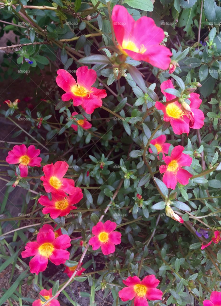 Pink with yellow color flowers