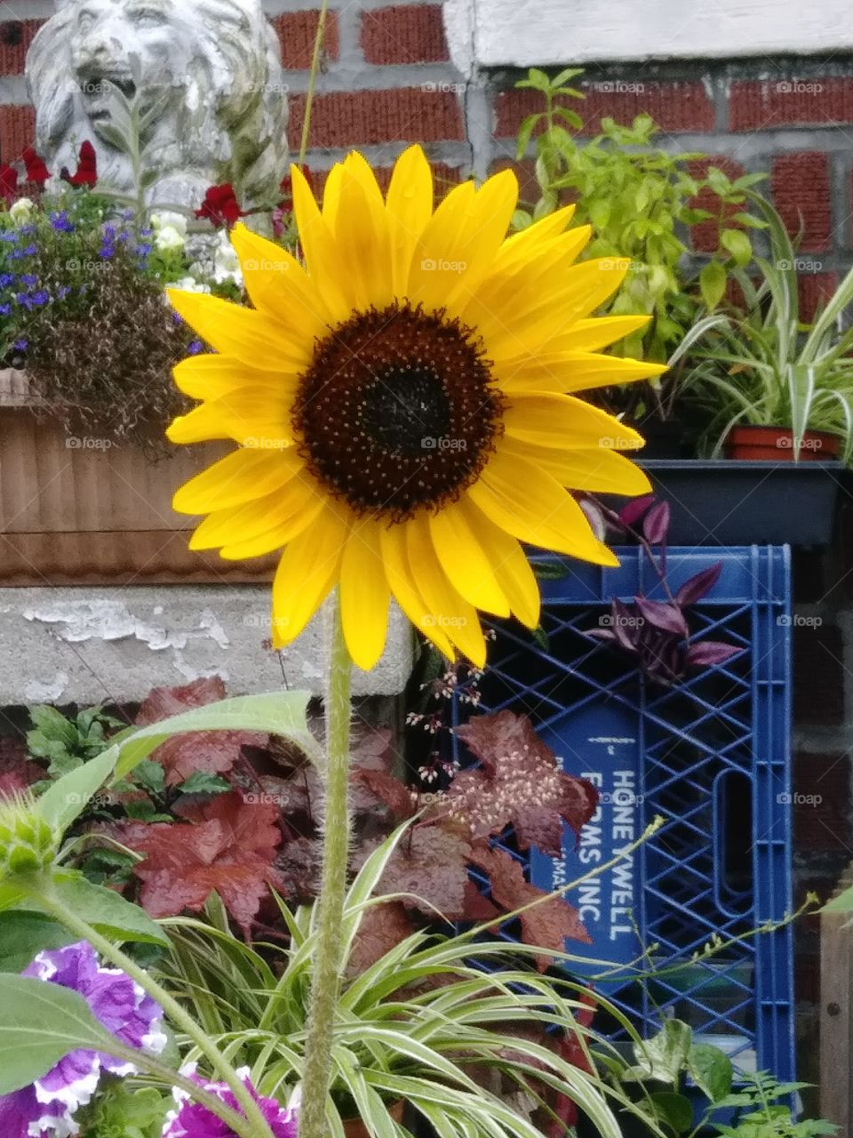 sunflower yellow happy bright