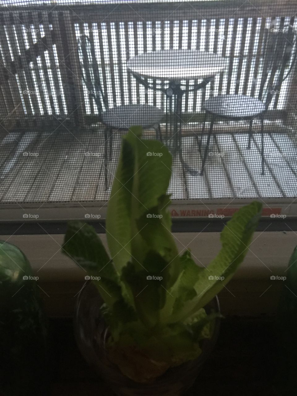 Romance lettuce growing in my window sill