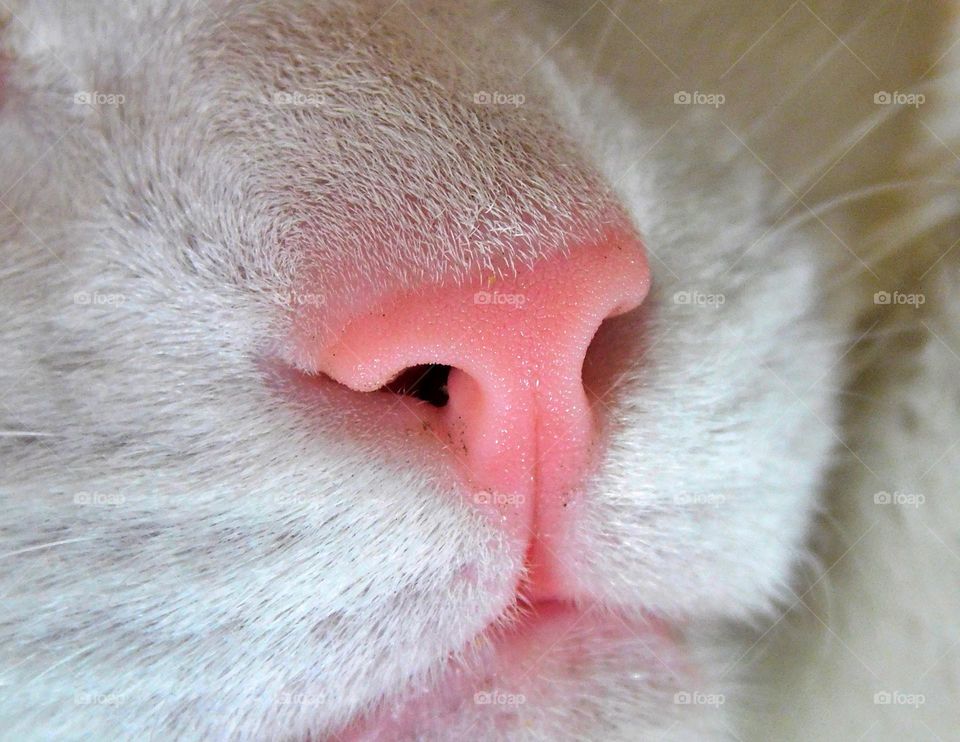 a kitty nose  // Nikon Coolpix B500