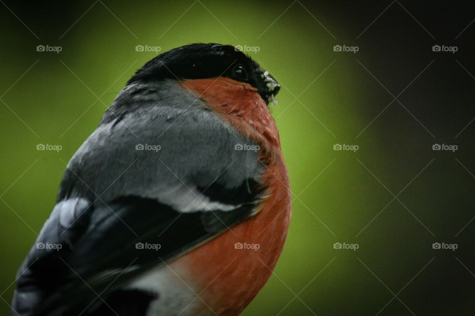 Close-up of male bullfinch