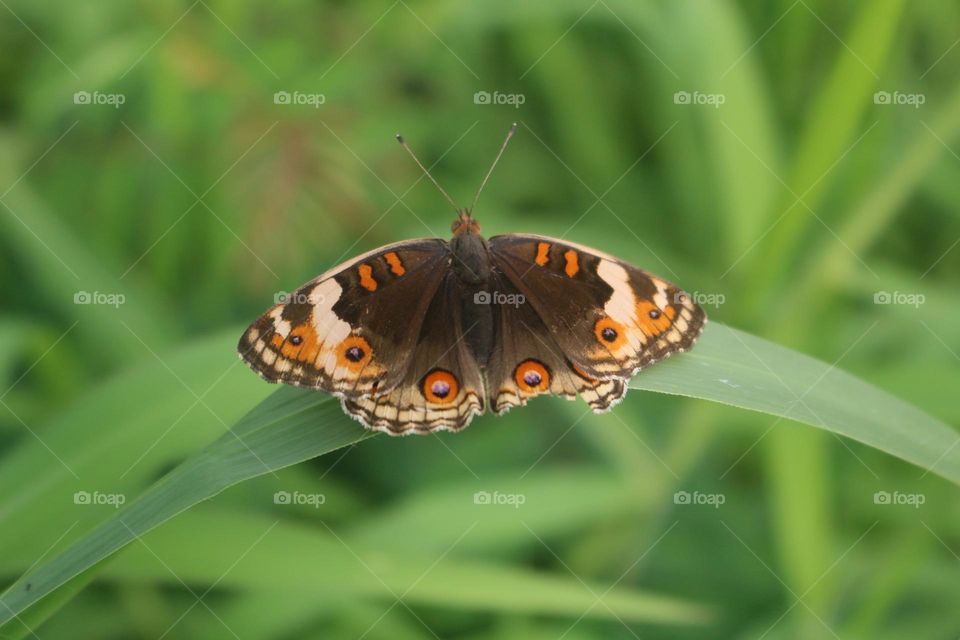 Butterflies, small animals with beautiful wings