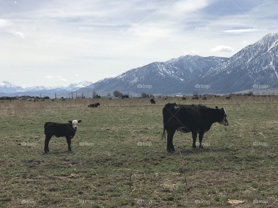 Momma cow grazing with her calf 