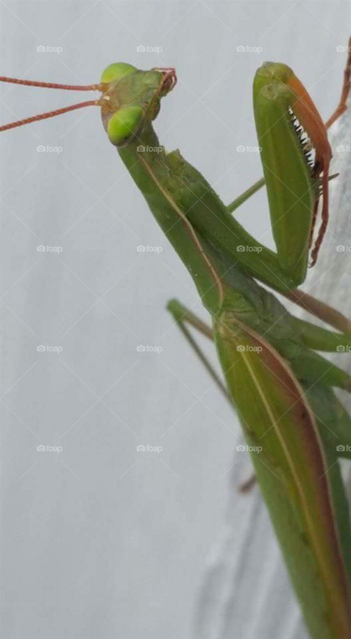 Praying Mantis