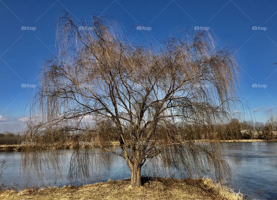 Winter Story, cold, winter, rural, frozen, ice, lake, sky, shore, thin ice, pond, water, melting, trees, tree line, melting, open water, willow, weeping willow, tree, point