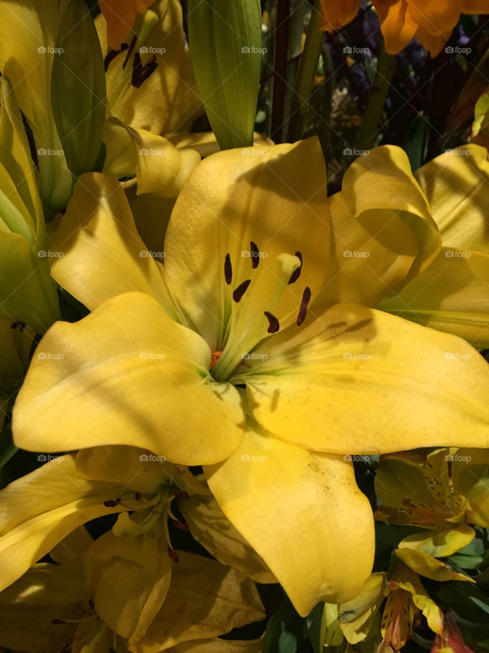 Lilies are beautiful
