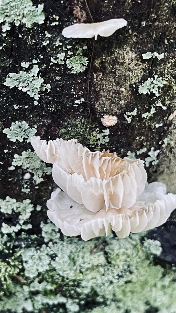 Fungus 