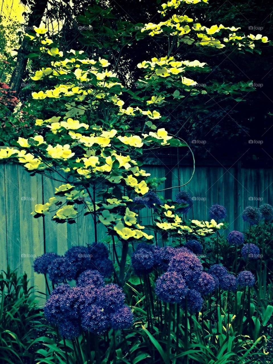 Dogwood and allium 