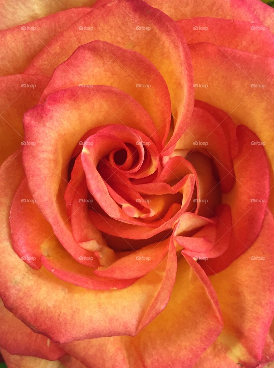 Orange Rose Closeup 