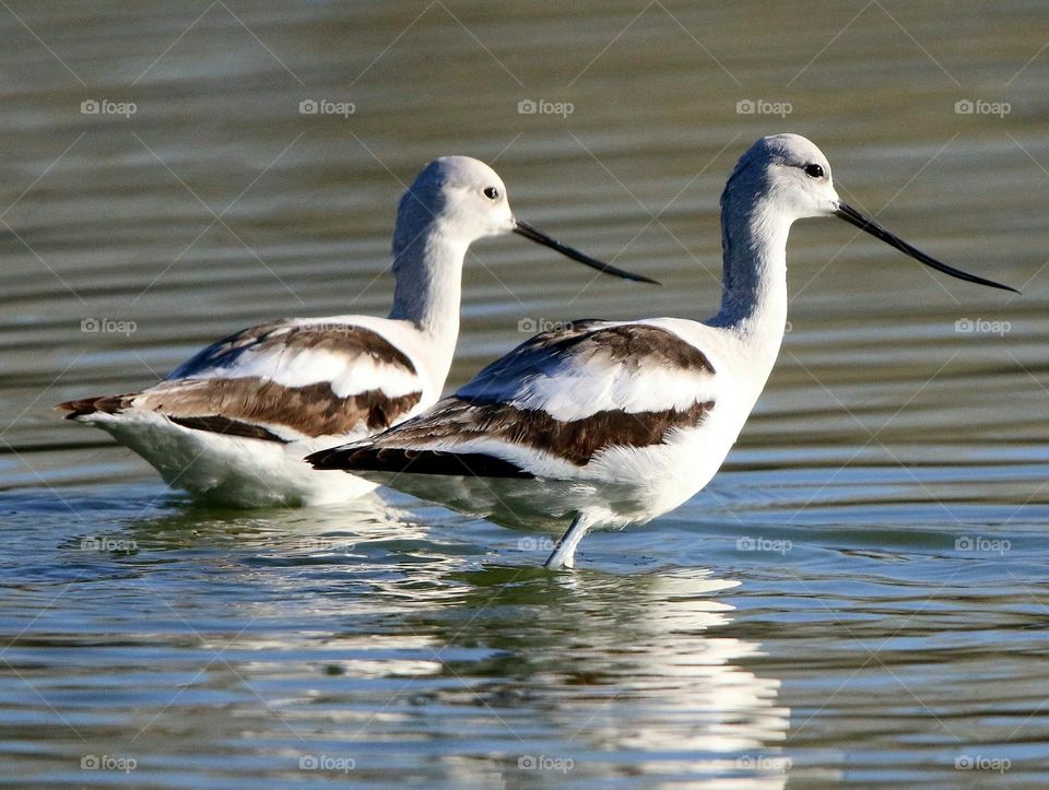 Two Avocets in the Water