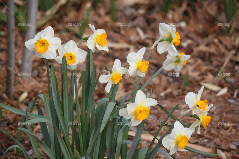 Jonquils 