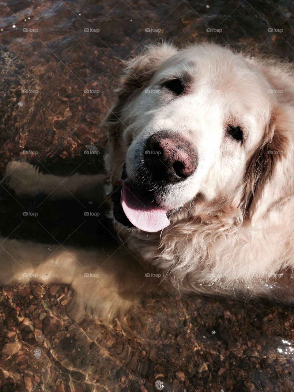 The water cools him after a long morning walk