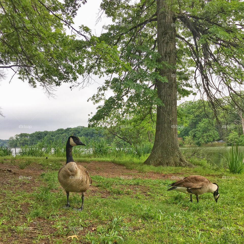 Geese’s near the lake