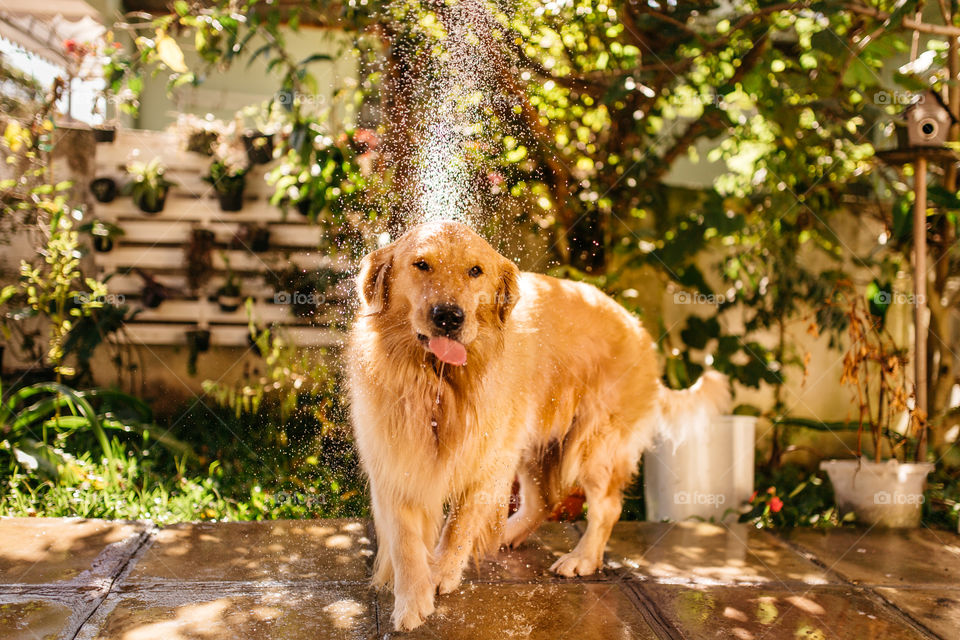 Dog shower