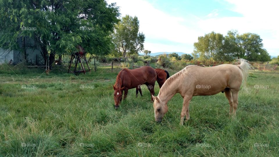 three horses eating grass