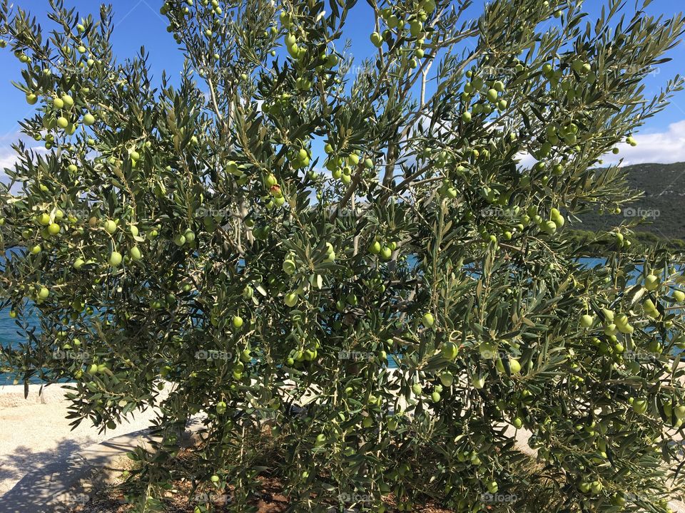 Olive Tree