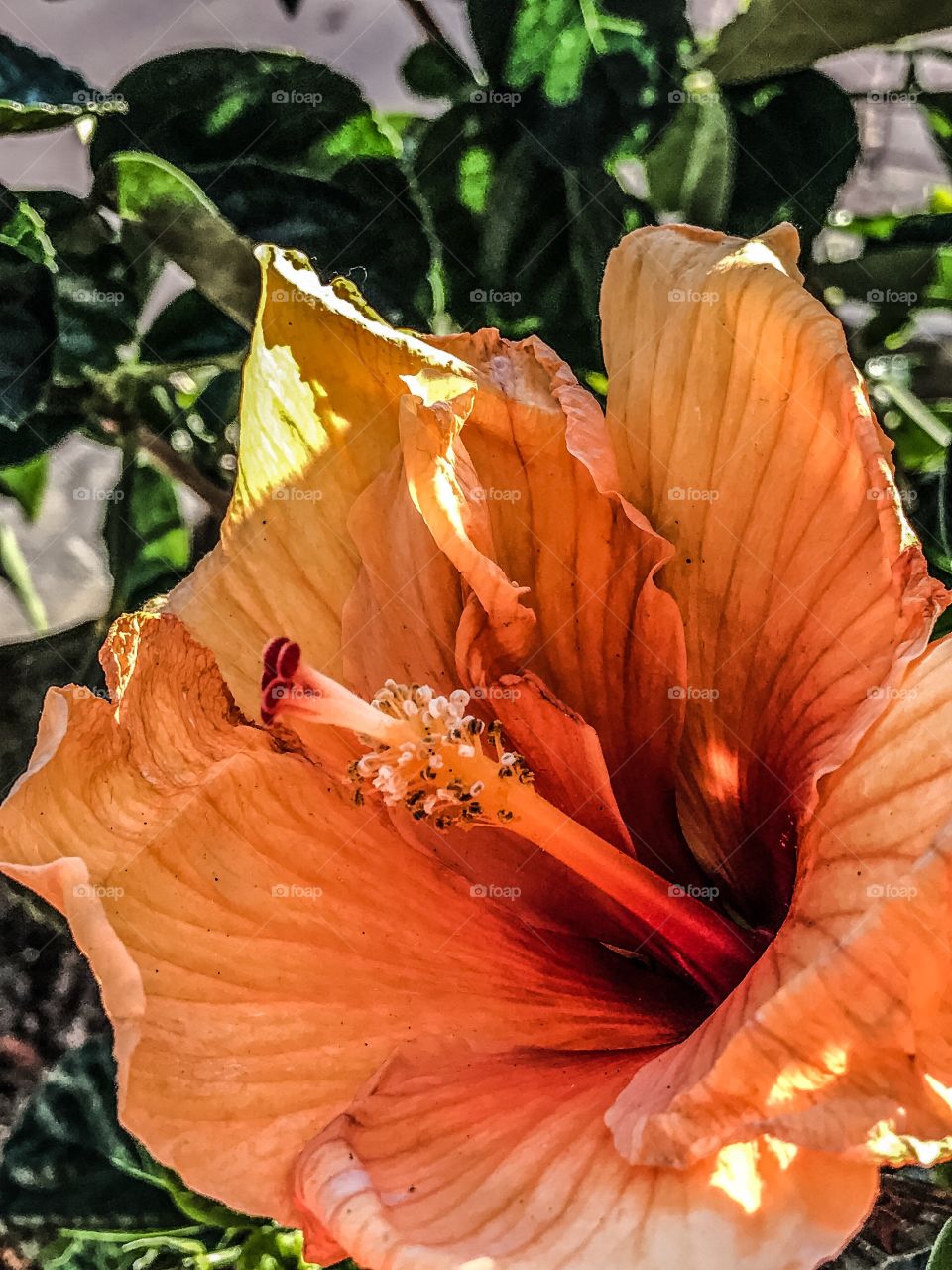 Hibiscus in the sunshine, enjoying the gentle breeze that rocks it back and forth. 