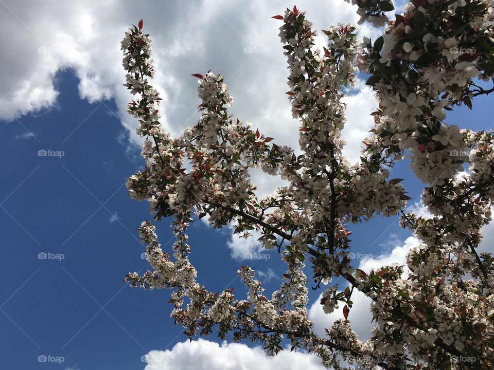 White blossoms against the sky