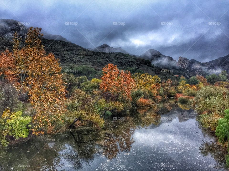 Sycamore reflections. Sycamore trees reflected in Triunfo Creek