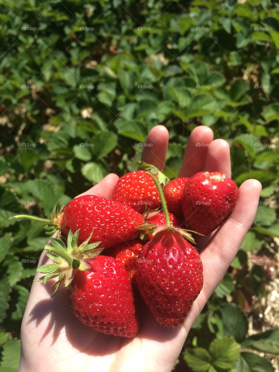 Strawberry Picking 🍓💕 