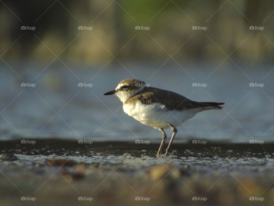 A side of bird morphology kentish plover. The name of English to the bird related. Grey colour character to the head, and it's dorsal wing's. White throat following until vent at its abdominal side. Habitat captured for the mud of estuarya fishpond.