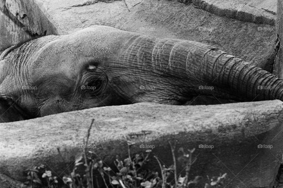 Bathing Elephant. Bathing Elephant