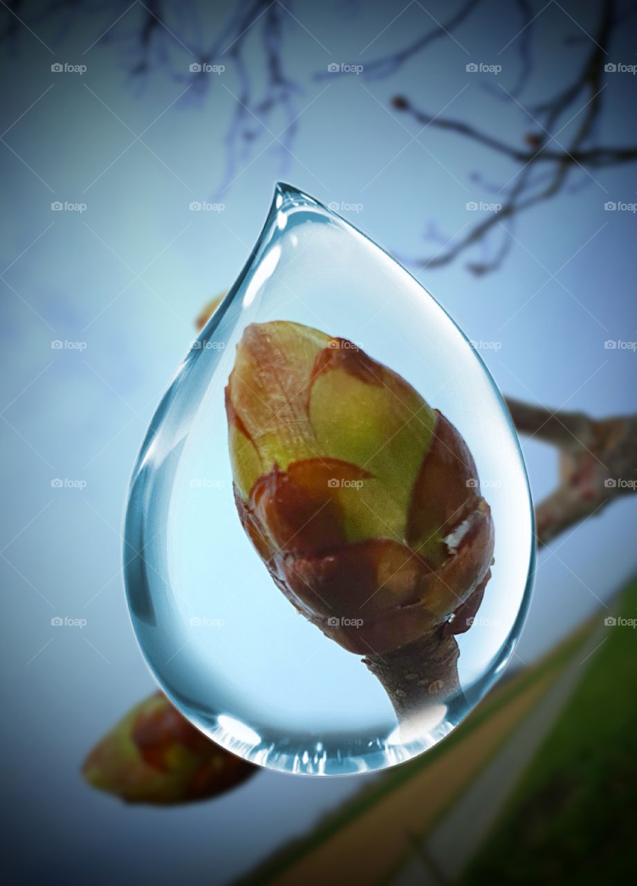 Spring Blossom in Waterdrop