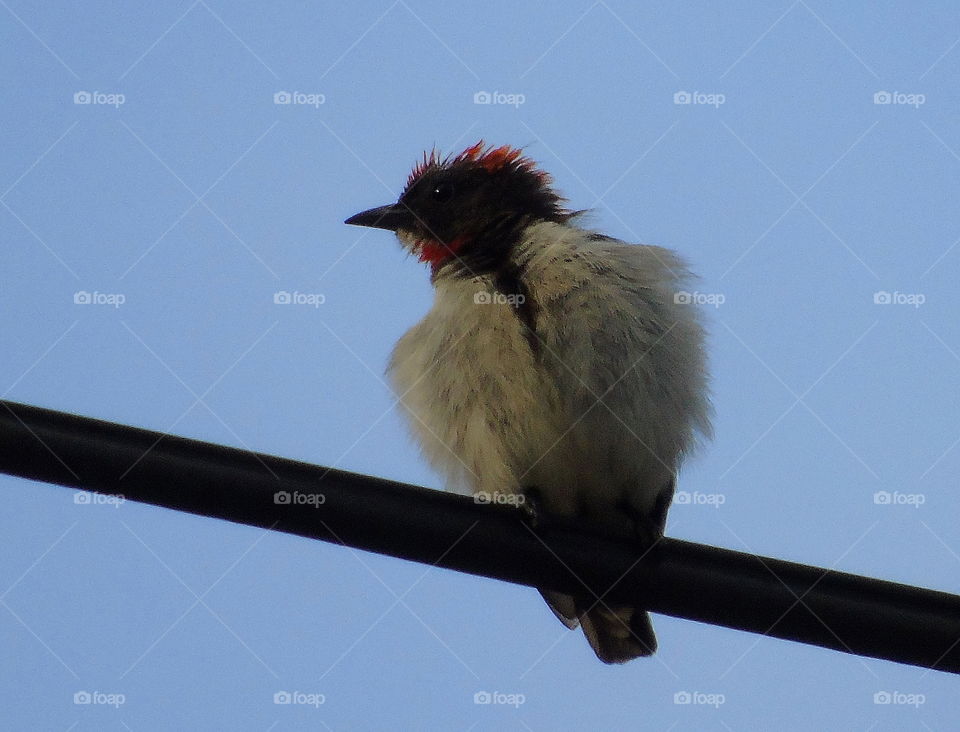 Black - fronted flowerpecker. The tiny one bird for noisy. Cherry's plant to the size of the leaf are its interest. But, there's moment to capture it at the cable one hometown .