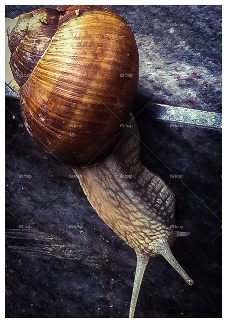 snail