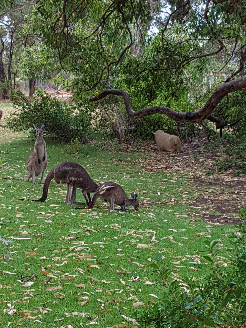 Australia, kangaroos