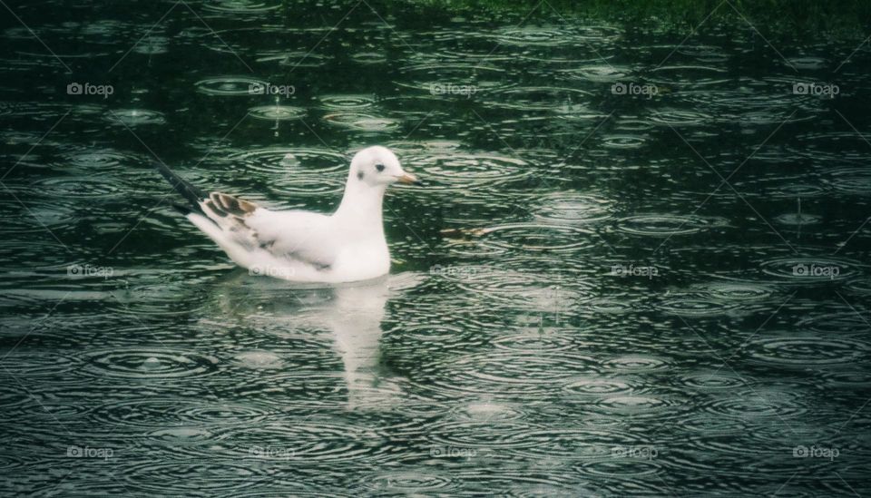 Seagul in water