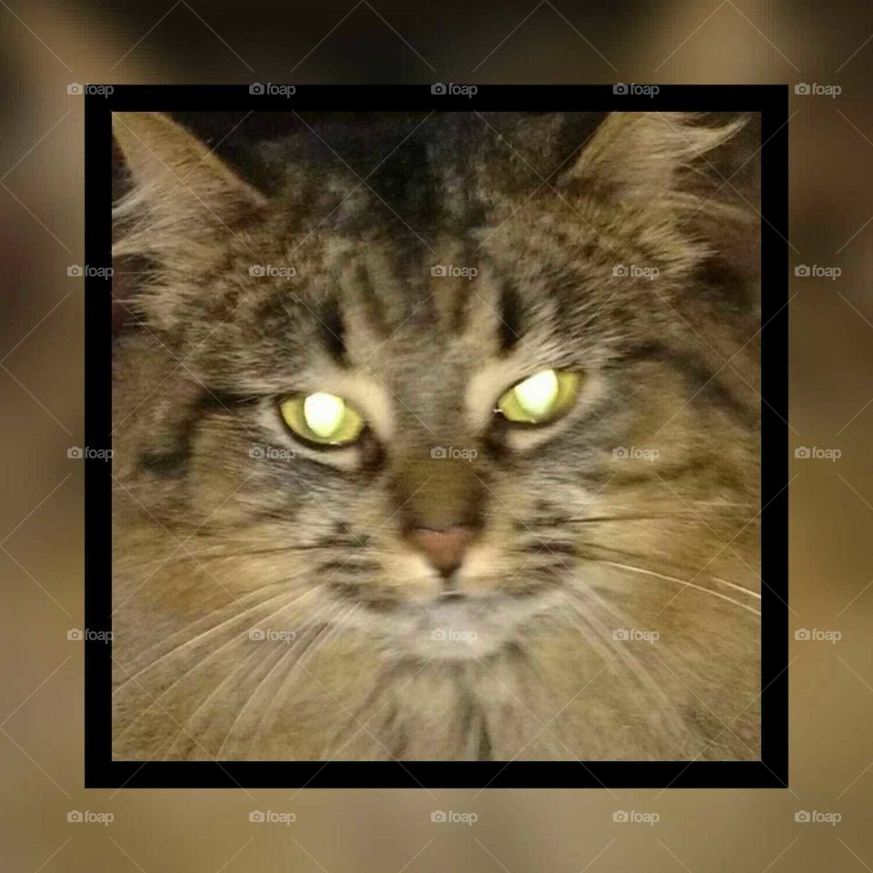 Cat, Animal, Kitten, Eye, Portrait