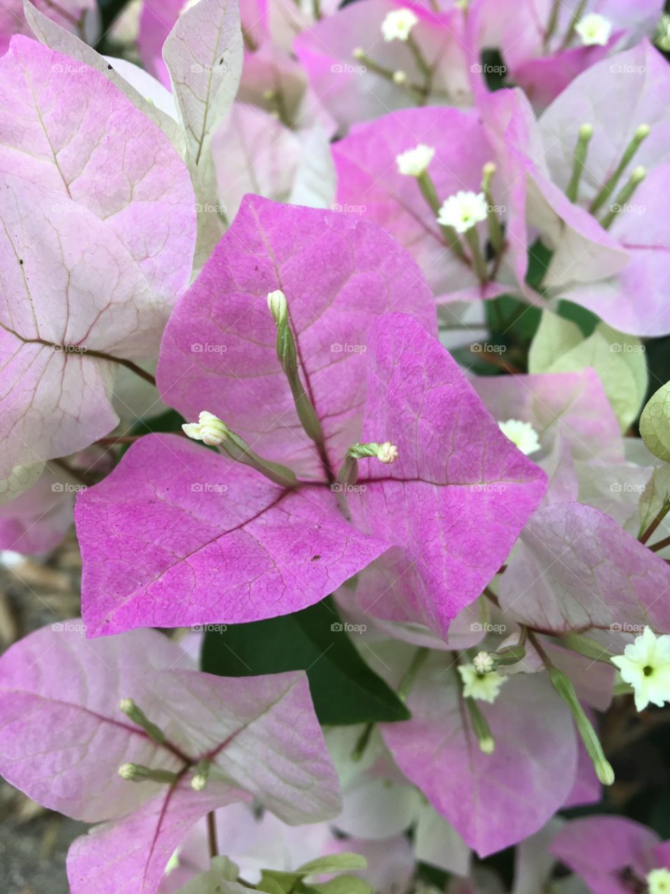 A closeup of a stunning pink bougainvillea